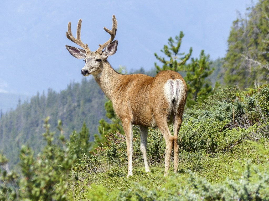 Whitetail buck staring into the distance.